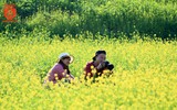 Cánh đồng cải vàng, điểm 